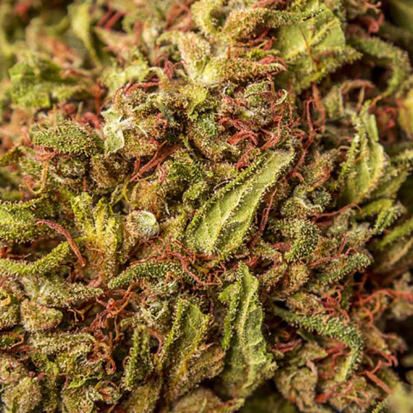 Melon Kush CBD CBWEED Cannabis Legale Light 5 g Mondocanapa